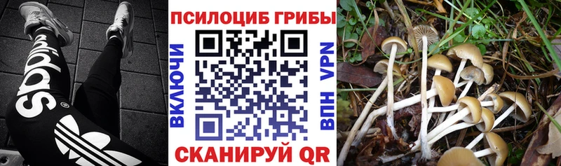 купить  сайты  Гай  Псилоцибиновые грибы прущие грибы 